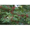 Zanthoxylum planispinum | Winged Prickly Ash | Bamboo-leaf | 10_Seeds