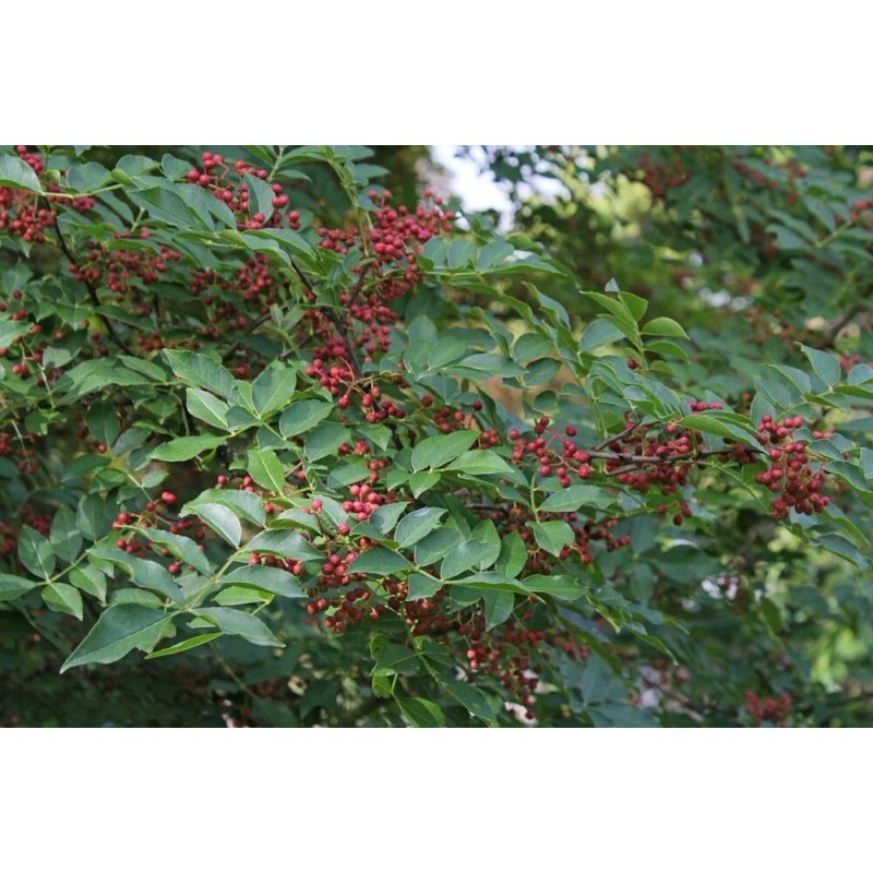 Zanthoxylum planispinum | Winged Prickly Ash | Bamboo-leaf | 10_Seeds