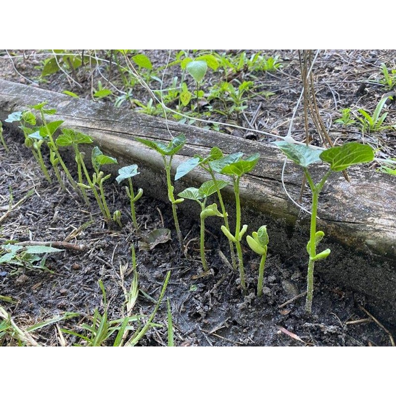70 Blue Lake Pole Bean Heirloom Seeds Stringless Heirloom -