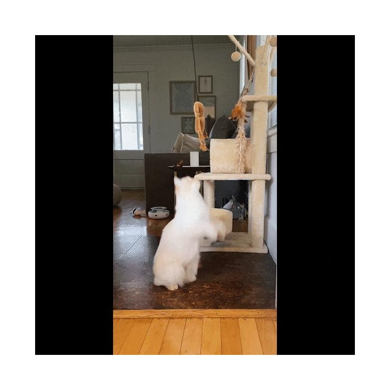 Jump 'n' Jamb Funky Monkey Refillable Interactive Cat Toy