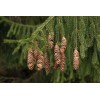 CZ Grain Norway Spruce Tree Seeds 50 Seeds Beautiful Evergreen