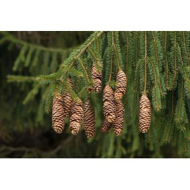 CZ Grain Norway Spruce Tree Seeds 50 Seeds Beautiful Evergreen Tree Seeds Picea Abies