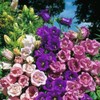 NIKA SEEDS - Flowers Canterbury Bells Double Mix (Cups and