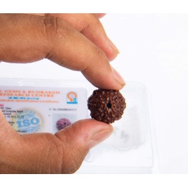 Wonder Care - Original Nepali Rudraksha Bead/Rudraksha Bead Natural Rudra Religious Rosary Bead…