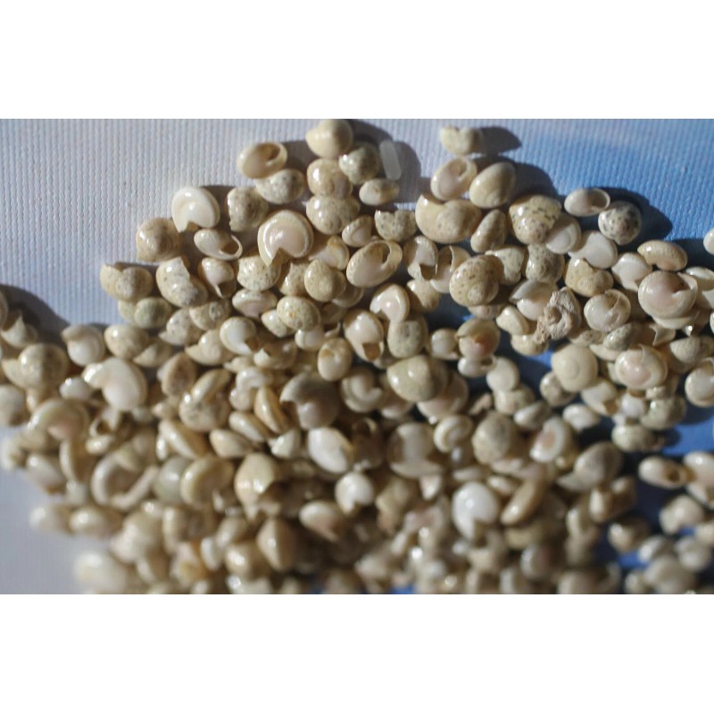 Shorely Yours Decor WHITE UMBONIUMS, Jewelry Supply, Shell Crafts, Floral