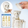 Human Skeleton Model for Anatomy 34” Tall Life Size Skeleton