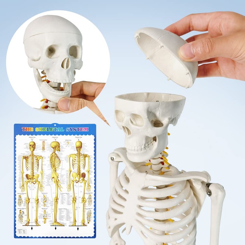 Human Skeleton Model for Anatomy 34” Tall Life Size Skeleton