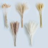 50PCS Natural Dried Pampas Grass Contains Bunny Tails Dried Flowers,