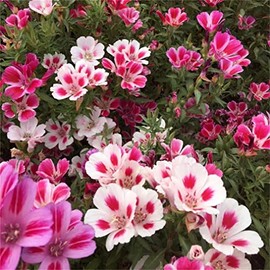 zellajake Rare Flower Seeds Clarkia Amoena 200 ''Farewell to Spring'' Clarkia Flower Seeds