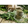 SeedsUA - Seeds Rosemary for Planting Non GMO Heirloom