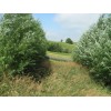 CZ Grain 40 Hybrid Aussie Willow Tree Cuttings - Fastest