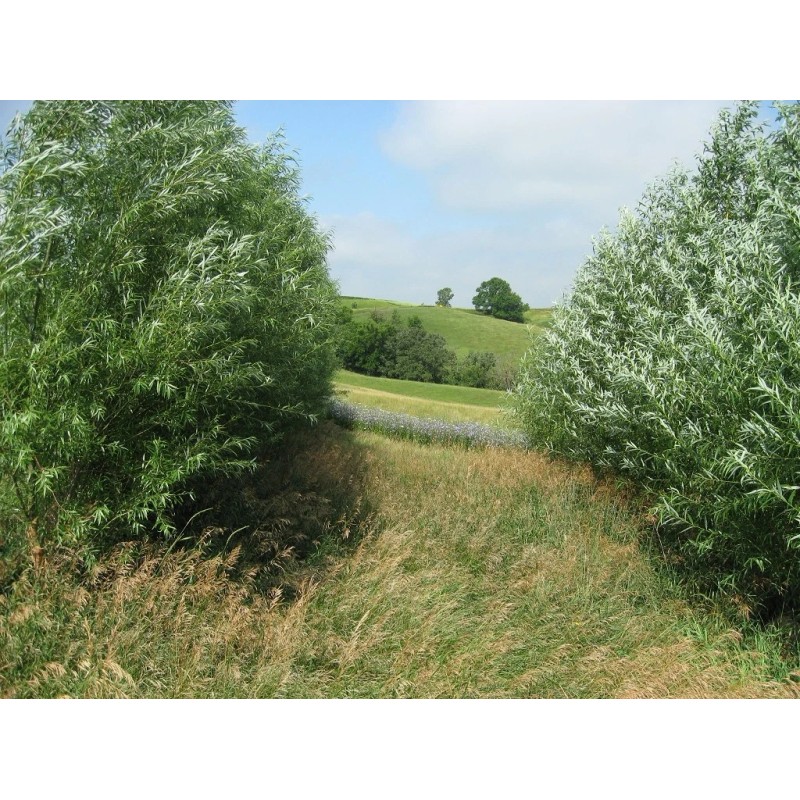 CZ Grain 40 Hybrid Aussie Willow Tree Cuttings - Fastest