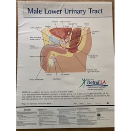 Male Urinary Tract Poster / Self Static Sticking
