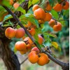 No Brand American Persimmon Tree - Live Plant 6-12" -