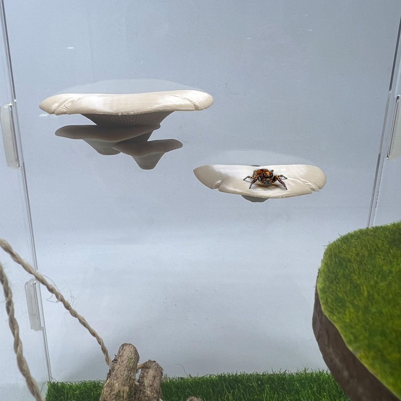 Jumping Spider Mushroom Shelf, Magnetically Concealed Jumping Spider Habitat,Serves As