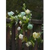 MISSPIN 5.9Ft Eucalyptus Garland with Flowers, Artificial Fake Flower Greenery