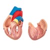 Elementary Anatomy Budget 2 Piece Human Heart Anatomy Model with