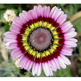 TomorrowSeeds - Painted Mix Daisy Flower Seeds -  NonGMO USA Garden Pink Indian Blanket Colorful Sunflower Sun Flower Seed 2024 Season - Specification: 600+ Count Packet
