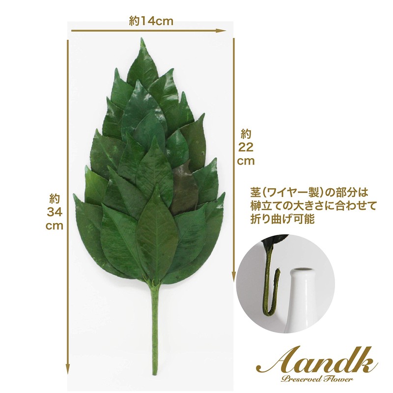 Sakaki, Extra Large MV, Camellia Leaves Extra Thick, Medium Size,