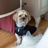 Dog Formal Outfit Wedding Tux with Bowtie Dog Tuxedo Dog