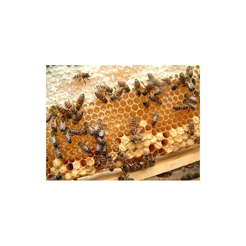 Handmade Kettle Fired Soap, Pure Honey Soap, 4.6 oz (130