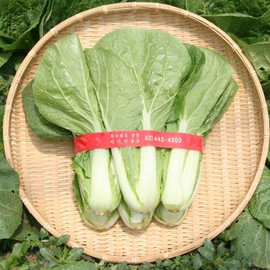 Chinese Cabbage Seeds - Mansu - Hybrid - 2 g Packet ~548 Seeds - Non-GMO, F1 Hybrid - Asian Garden Vegetable