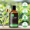 MAYJAM Essential Oil, Tea Tree, 1.01 fl oz (30 ml),
