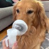 Pet Inhale Mask for Cats and Dogs, Pet O2 Mask