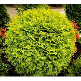Golden Globe Dwarf Arborvitae (Thuja) - Live Plant - 3 Gallon Pot