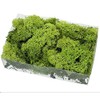 GJS Icelandic Moss Apple Green 100 g Prepared Decorative Moss Natural Decoration Green Wedding Decoration Craft Arrangements Floristry