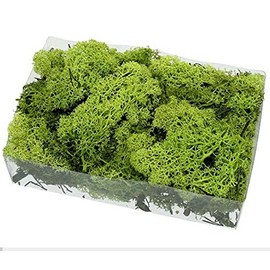 GJS Icelandic Moss Apple Green 100 g Prepared Decorative Moss Natural Decoration Green Wedding Decoration Craft Arrangements Floristry