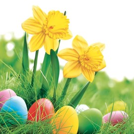 20 Napkins Easter Eggs on Yellow Daffodils Natural Flowers Spring Easter Easter Motif Easter Decoration Table Decoration 33 x 33 cm