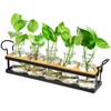 THYGIFTREE Plant Propagation Stations with Metal Stand, Tabletop Plant Terrarium