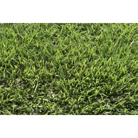 Zoysia Sod Slab for Plugs