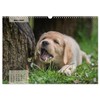 Welpenspaß (Wandkalender 2026 DIN A3 quer), CALVENDO Monatskalender: Niedliche, agile