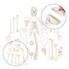 Axis Scientific Life-Size Disarticulated Human Skeleton Model, 3 Part Human