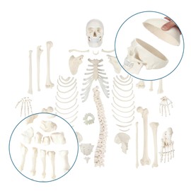 Axis Scientific Life-Size Disarticulated Human Skeleton Model, 3 Part Human Skull, Articulated Bones, Hand and Foot, with Full-Color Detailed Product Manual
