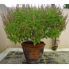 22Day Seeds: Seeds Holy Basil/Ornamental Tulsi Tree/Non GMO/Heirloom