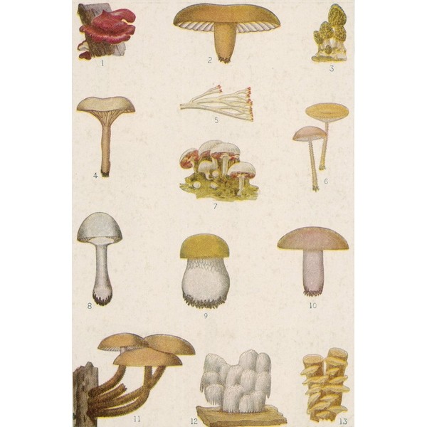 Edible American Mushrooms Poster Print by Science Source (18 x