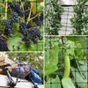 VIVOSUN 4 x 4Ft. Elastic Trellis Netting with 4 Hooks