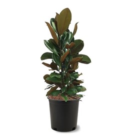 American Plant Exchange Southern Magnolia, DD Blanchard Tree, 3 Gallon Pot, 2-3ft Tall, Large Live Outdoor Landscape Garden Plant, White Flowering Blooms, Easy Care