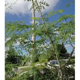 Tree A Cup Moringa TREE Live Plant 5-9 “TREE OF LIFE FRESH Food Forest Permaculture