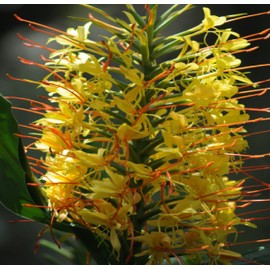 4 Hawaiian YELLOW (Awapuhi Melemele) Ginger Plant Roots....From a Certified Nursery with the proper Dept. of Agriculture Stamp approved for export