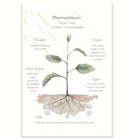 Photosynthesis Classroom Poster - Science Classroom Poster - 12 x 18 Inch - Classroom Decor - Classroom Must Haves - Back To School Decor - CPS0360