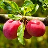 Methley Plum Tree, Sweet, Juicy Plum with Excellent Flavor and