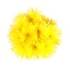 Farm Fresh Natural Yellow Spider Mums - Yellow - 60