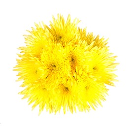 Farm Fresh Natural Yellow Spider Mums - Yellow - 60 Stems