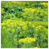 Everwilde Farms - 1 Lb Bouquet Dill Herb Seeds -