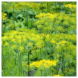 Everwilde Farms - 1 Lb Bouquet Dill Herb Seeds - Gold Vault
