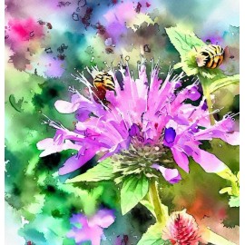 MySeeds.Co MONARDA citriodora (Lemon Mint) Flower Seeds, Aromatic Foliage with Lemony Scent - 0.5 oz (~ 37500 Seeds)